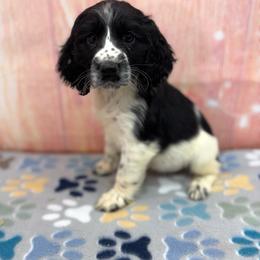 Blanche - Black and white female English Springer Spaniel puppy in Rogers, Ohio from StoneyBrook Setters