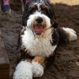 Bernedoodles, Goldendoodles, Poodles, and Shihpoos from Stormie's Doodles