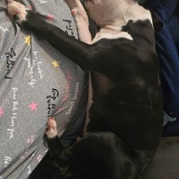 Lakota - Boston Terrier