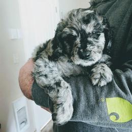 Ruby - Blue merle female Aussiedoodle puppy in Yacolt, Washington from Aussiedoodles by Maggie