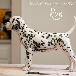Run - White and black Dalmatian puppy in Cleveland, Texas from Arrowhead Dalmatians