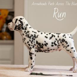 Run - White and black Dalmatian puppy in Cleveland, Texas from Arrowhead Dalmatians