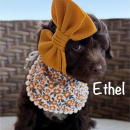 Yellow Collar - Chocolate female Goldendoodle puppy in Blanchard, Oklahoma from Dream Doodles by Dondi