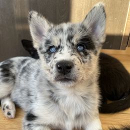 Pomsky Puppies from Ocean State Pomskies