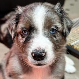 Louis - Blue merle Australian Shepherd puppy in Monroe, North Carolina from Dreamland Aussies & Poodles
