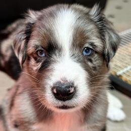 Louis - Blue merle Australian Shepherd puppy in Monroe, North Carolina from Dreamland Aussies & Poodles