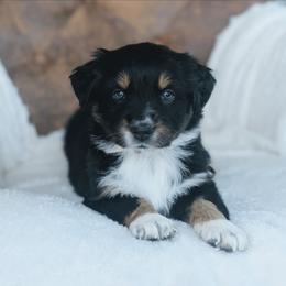 Purple - Black tri-color female Australian Shepherd puppy in Yakima, Washington from Naches Heights Ranch
