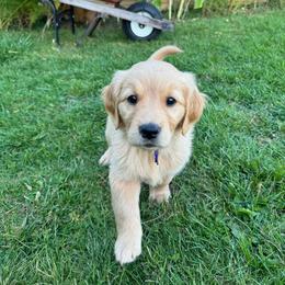Vienna - Golden female Golden Retriever puppy in Bountiful, Utah from Everest's Golden Legacy