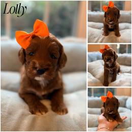 Lolly - Red female Australian Labradoodle puppy in Summerfield, North Carolina from Four Oaks Labradoodles