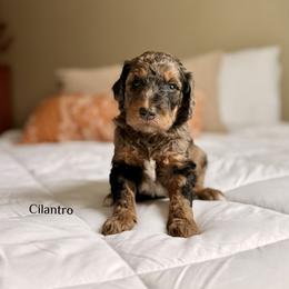 Cilantro - Merle male Bernedoodle puppy in Pennsylvania from Bells Bernedoodles