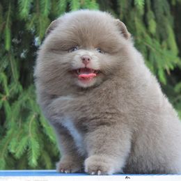 Pomeranian Puppies from Pomeranian gem