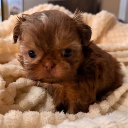 Boy 1 - Red and white male Shih Tzu puppy in Peoria, Arizona from Jodi’s Shihtzus