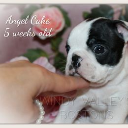 Angel Cake - Black and white female Boston Terrier puppy in North Central, Vermont from Windy Valley’s Bostons