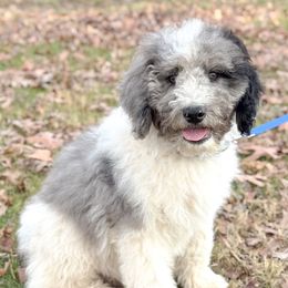 Otto - Merle male Goldendoodle puppy in Fletcher, North Carolina from Cane Creek Goldendoodles