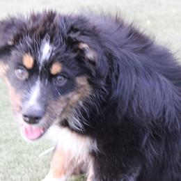 Bandit - Black tri-color male Australian Shepherd puppy in Sonoita, Arizona from Gardner Canyon Kennels