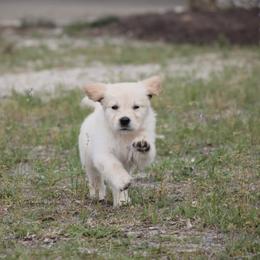 Golden Retriever Puppies from Wise-Taylor Goldens