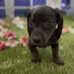 Black and Tan Smooth Female (Brindle Points) - Black and tan female Dachshund puppy in Killeen, Texas from Southern Dachshunds
