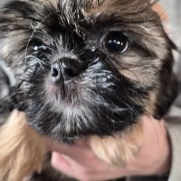 Maryann - Chocolate and tan female Shih Tzu puppy in Green Valley Lake, California from All American Shih Tzu Puppies
