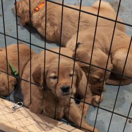 Golden Retriever Puppies from 10 Piece Golden Nugget Retrievers