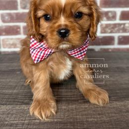 Elvis - Ruby male Cavalier King Charles Spaniel puppy in Ammon, Idaho from Ammon Acres Cavaliers