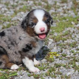 Kix - Blue merle male Miniature American Shepherd puppy in Hillsdale, Michigan from Faithwalk Aussies and Mini American Shepherds