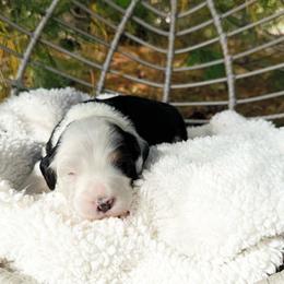 Astro unfurnished - Tri-color male Bernedoodle puppy in Wamego, Kansas from Doodles of Oz