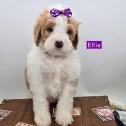 Ellie - Red female Bernedoodle puppy in Neillsville, Wisconsin from Granton Creek