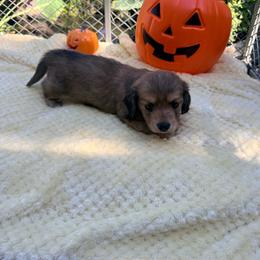 Sparky - Red male Dachshund puppy in Slaughterville, Oklahoma from BooneDox Miniature Dachshunds