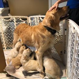 Goldendoodle, Golden Retriever, and Sheepadoodle Puppies from Guppy Puppies