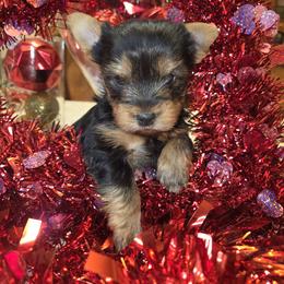Maltese and Yorkshire Terrier Puppies from TLC Kennels TenderLittleCuties