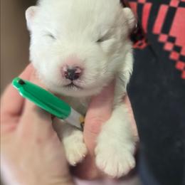 Green boy - White and biscuit male Samoyed puppy in Elwell, Michigan from Limelight Samoyeds