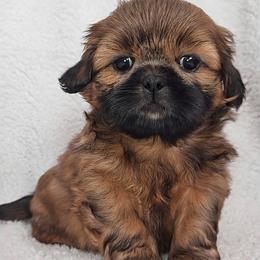 ARCHIE - Red male Shih Tzu puppy in Las Vegas, Nevada from Beirin Breige Shih Tzus
