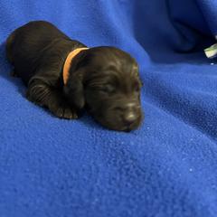 Boy 2 - Liver male Boykin Spaniel puppy in Stapleton, Alabama from Taensas Boykins