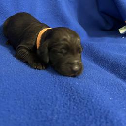 Boy 2 - Liver male Boykin Spaniel puppy in Stapleton, Alabama from Taensas Boykins