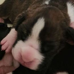 #4 Brindle  with white blaze, socks & white on back of neck - Brindle Boxer puppy in Ellensburg, Washington from Savvy Boxers Seattle