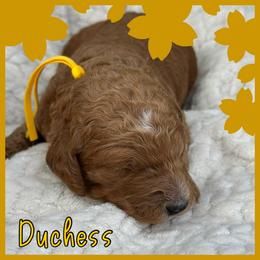 Duchess - Red  female Poodle puppy in Dayton, Texas from Wolfe Island Poodles