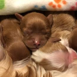 Cavalier King Charles Spaniel Puppies from Seaborne Cavalier King Charles Spaniels