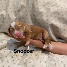 Snoozer - Caramel red male Australian Labradoodle puppy in Alamo, Texas from QuiSal Labradoodles