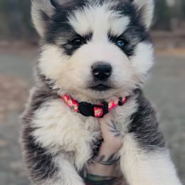 2 - Black and white female Siberian Husky puppy in Solon Springs, Wisconsin from Snowfall Siberians