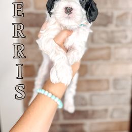 Ferris - Black and chalk male Australian Labradoodle puppy in Decatur, Alabama from Southern Meadows Doodles