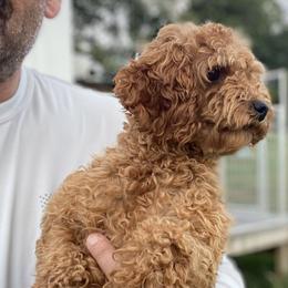Sky - Poodle