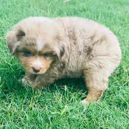 Boy 2 - Miniature Australian Shepherd puppy in Paris, Texas from Kuttin’ Up Mini Aussies