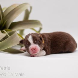 Petrie - Red tri-color Miniature American Shepherd puppy in Groesbeck, Texas from Empire Miniature American Shepherds