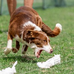 Border Collie Puppies from C Horns Ranch Border Collies