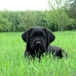 Labrador Retriever Puppies from Dublin’s Classic Labradors
