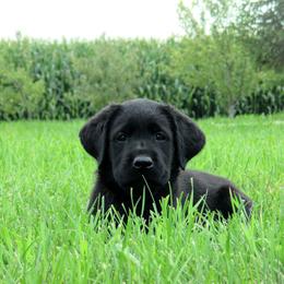 Labrador Retriever Puppies from Dublin’s Classic Labradors