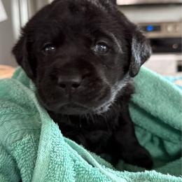 Indy - Light Blue Collar (Tentatively- Owen) - Black female Labrador Retriever puppy in Greensburg, Kentucky from Paws Farm Retrievers
