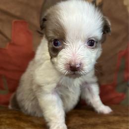 Blue eyes - Red merle female Australian Shepherd puppy in Copperhill, Tennessee from Tuff Country Farm