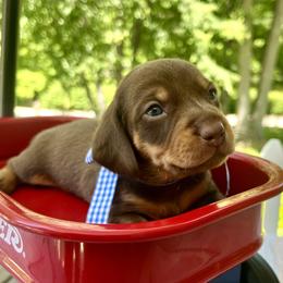 Becker AKC - Chocolate and tan male Dachshund puppy in Hendersonville, North Carolina from Snarky Doxy Miniature Dachshunds