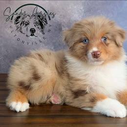 Finesse - Red merle female Australian Shepherd puppy in Fultonville, New York from Sandy Aussies, Mini Dachshunds & Pomeranians